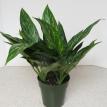 6" Aglaonema "Maria/Emerald Beauty"