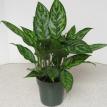 6" Aglaonema "Mary Ann"