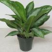 6" Aglaonema "Silver Bay"