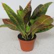4" Croton "Petra"