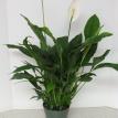 6" Spathiphyllum "Ty's Pride"